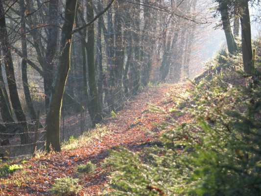 Wandelen in de Ardennen