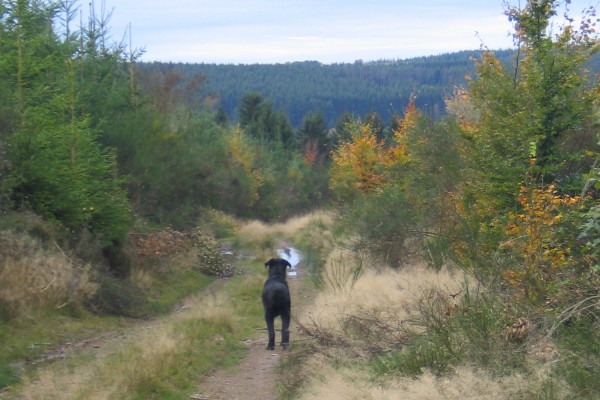 Wandelen met de hond in de Ardennen